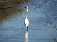 White Heron